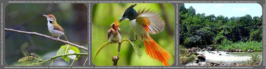 Bird Watching Kithulgala