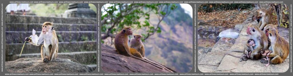 Dambulla Monkey Area