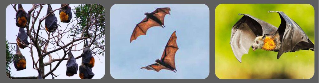 Flying Fox