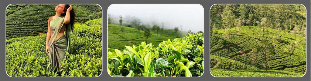 Tea Plantations