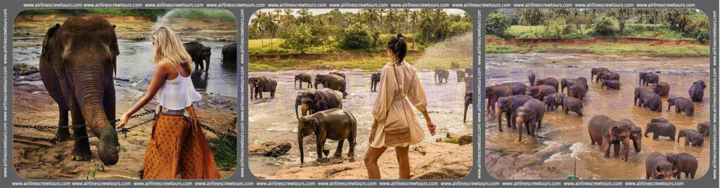 Pinnawala Elephants