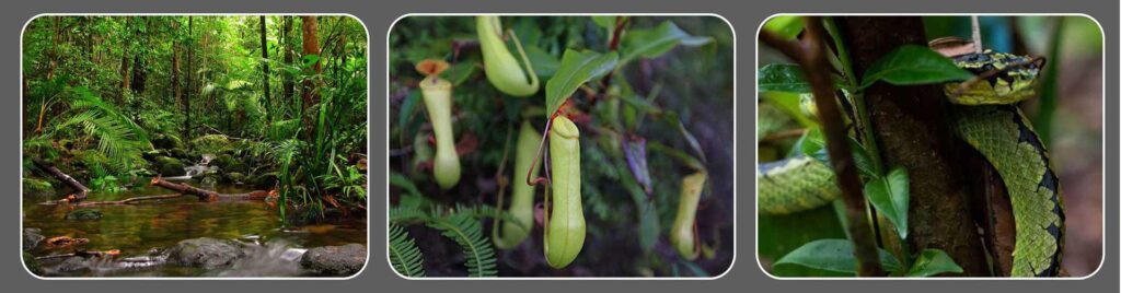 Sinharaka Forest Trekking