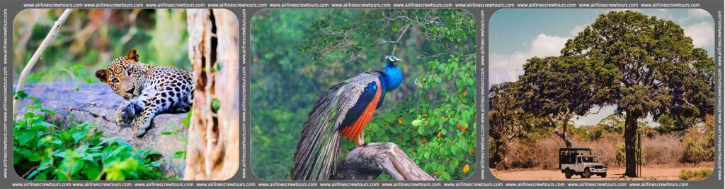 Wilpattu National Park Safari