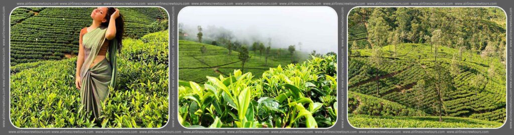 Ceylon Tea Plantations