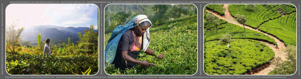 Ceylon Tea Plantations
