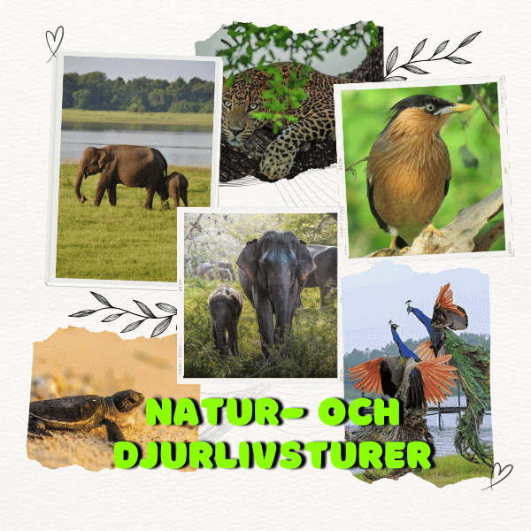 Natur- och djurlivsturer Sri Lanka